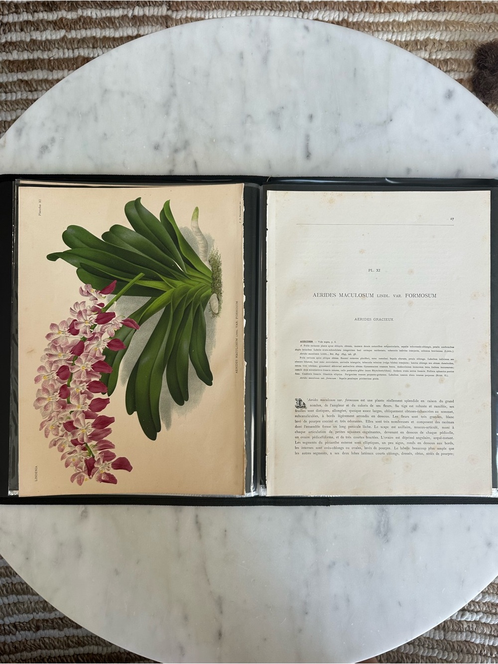 1885 Lindenia orchid Aerides maculosum var